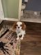 Cavalier King Charles Spaniel Puppies for sale in Toms River Rd, Toms River, NJ, USA. price: $2,000