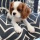 Cavalier King Charles Spaniel Puppies for sale in Key West, FL 33040, USA. price: $600