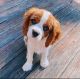 Cavalier King Charles Spaniel Puppies for sale in 902 Beech St, Coffeyville, KS 67337, USA. price: $530