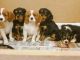 Cavalier King Charles Spaniel Puppies for sale in Austin, TX 78704, USA. price: $575