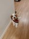 Cavalier King Charles Spaniel Puppies for sale in Bloomingdale, NJ 07403, USA. price: $400