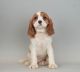 Cavalier King Charles Spaniel Puppies for sale in Warsaw, IN, USA. price: NA
