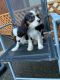 Cavalier King Charles Spaniel Puppies for sale in Beverly Hills, CA 90210, USA. price: NA