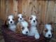 Cavalier King Charles Spaniel Puppies for sale in Wausau, WI 54403, USA. price: $720