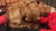 Cavalier King Charles Spaniel Puppies for sale in Schenectady, NY, USA. price: NA