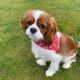 Cavalier King Charles Spaniel Puppies for sale in Los Angeles, CA 90001, USA. price: NA