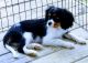 Cavalier King Charles Spaniel Puppies for sale in Diamond, MO 64840, USA. price: $2,500
