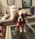 Cavalier King Charles Spaniel Puppies for sale in South Haven, MI 49090, USA. price: NA
