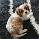 Cavalier King Charles Spaniel Puppies for sale in 3550 W Broadway, Vancouver, BC V6R 2B6, Canada. price: NA