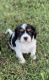 Cavalier King Charles Spaniel Puppies for sale in Fayetteville, TN 37334, USA. price: $2,500
