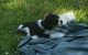 Cavalier King Charles Spaniel Puppies for sale in Cabot, AR, USA. price: $2,650
