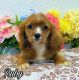 Cavalier King Charles Spaniel Puppies for sale in Miami, FL, USA. price: $5,400