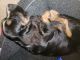 Cavalier King Charles Spaniel Puppies for sale in Bronx, NY, USA. price: NA