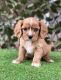 Cavalier King Charles Spaniel Puppies for sale in Miami, FL 33196, USA. price: NA