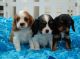 Cavalier King Charles Spaniel Puppies for sale in Seattle, WA, USA. price: $800