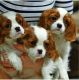 Cavalier King Charles Spaniel Puppies for sale in 105 Coffee Rd, Harrisburg, IL 62946, USA. price: NA