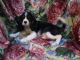 Cavalier King Charles Spaniel Puppies for sale in Sacramento, CA, USA. price: $900