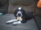 Cavalier King Charles Spaniel Puppies for sale in Badin, NC 28009, USA. price: $1,500