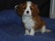 Cavalier King Charles Spaniel Puppies for sale in The Villages, FL 32163, USA. price: $665
