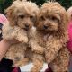 Cavapoo Puppies for sale in Philadelphia, PA, USA. price: $1,000