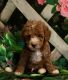 Cavapoo Puppies for sale in Woodbridge, VA 22191, USA. price: $4,500