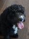 Cavapoo Puppies for sale in Rockford, MI, USA. price: $500