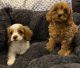 Cavapoo Puppies for sale in Borger, TX 79007, USA. price: NA