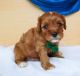 Cavapoo Puppies for sale in Macclenny, FL 32063, USA. price: $2,569