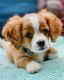 Cavapoo Puppies for sale in California, MD, USA. price: NA