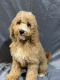 Cavapoo Puppies for sale in Shirley, NY, USA. price: NA
