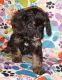 Cavapoo Puppies for sale in Magnolia, NC 28453, USA. price: NA