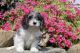 Cavapoo Puppies for sale in Fredericksburg, OH 44627, USA. price: NA