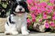 Cavapoo Puppies for sale in Fredericksburg, OH 44627, USA. price: $1,950
