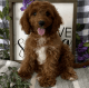 Cavapoo Puppies for sale in Irving, TX 75062, USA. price: NA