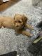 Cavapoo Puppies for sale in 4 S Pinehurst Ave, New York, NY 10033, USA. price: $900
