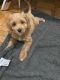 Cavapoo Puppies for sale in 4 S Pinehurst Ave, New York, NY 10033, USA. price: $1,700