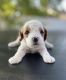 Cavapoo Puppies for sale in Elk Ridge, UT 84651, USA. price: NA