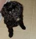 Cavapoo Puppies for sale in New Haven, CT, USA. price: $1,100