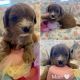 Cavapoo Puppies for sale in Evansville, IN, USA. price: NA
