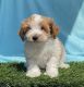 Cavapoo Puppies for sale in Terre Haute, IN, USA. price: NA