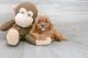 Cavapoo Puppies for sale in Los Angeles, CA, USA. price: $650