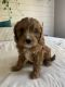 Cavapoo Puppies for sale in Temecula, CA, USA. price: NA