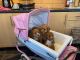Cavapoo Puppies for sale in California St, Denver, CO, USA. price: $550