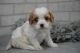 Cavapoo Puppies for sale in Ashburn, VA, USA. price: NA