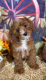 Cavapoo Puppies for sale in Sherman Oaks, Los Angeles, CA, USA. price: $4,000