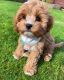 Cavapoo Puppies for sale in Walnut Creek, CA 94596, USA. price: NA
