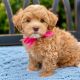 Cavapoo Puppies for sale in Los Angeles, CA, USA. price: NA