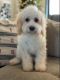 Cavapoo Puppies for sale in Gilbert, AZ, USA. price: $800