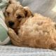 Cavapoo Puppies for sale in Los Angeles, CA, USA. price: $1,500