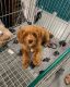Cavapoo Puppies for sale in Los Angeles, CA, USA. price: $1,600